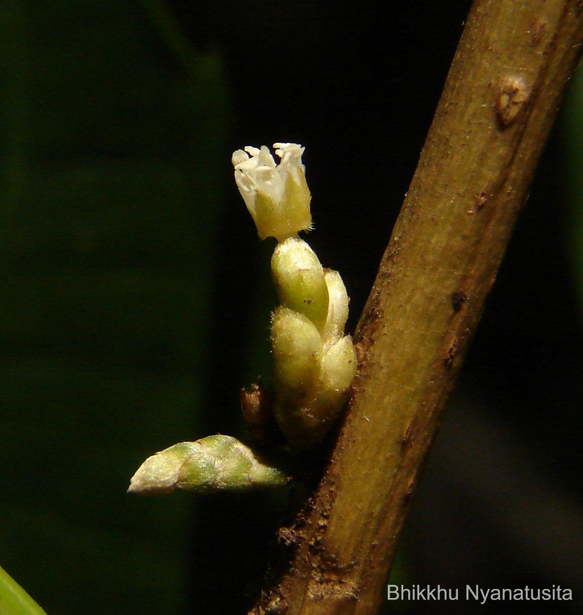 Agrostistachys indica Dalzell